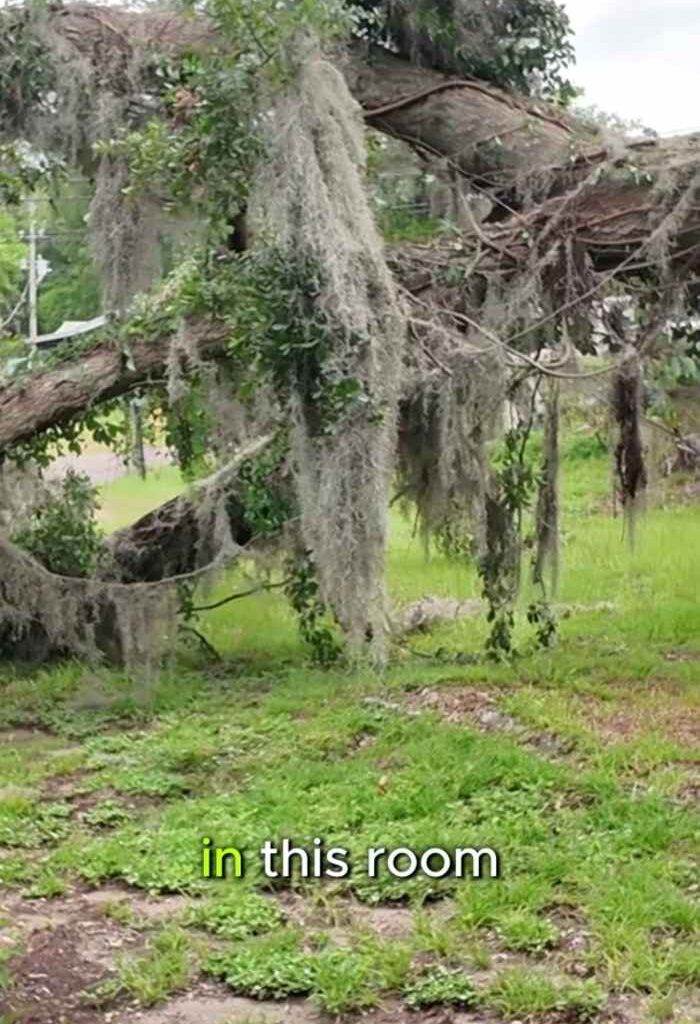 Jacksonville woman credits faith after tree destroys her bedroom during Saturday storms