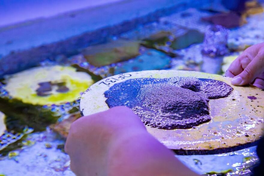 Person holding a coral over a laboratory tank