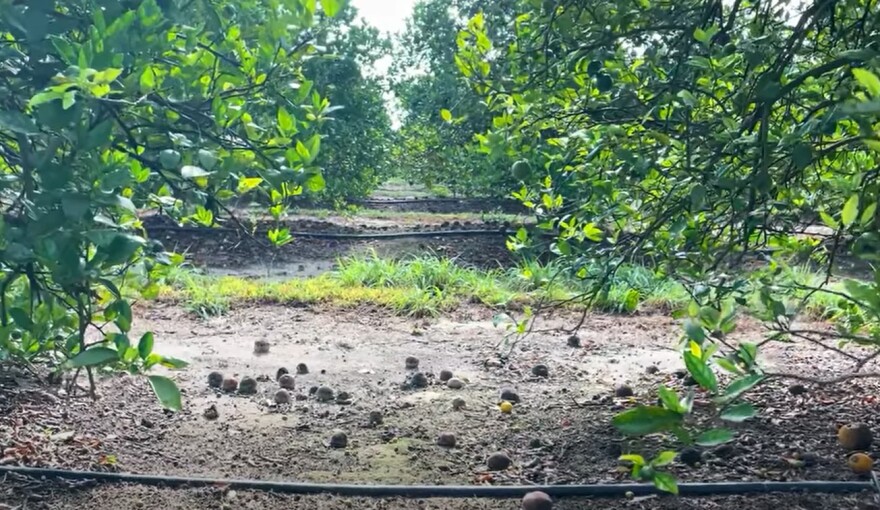 Photo of citrus field in South Florida.