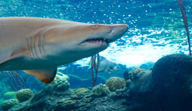 Tampa hosts the country’s biggest shark convention this weekend