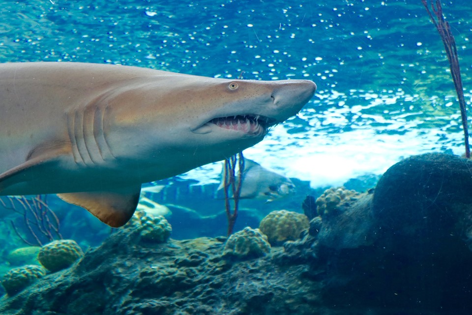 Tampa hosts the country’s biggest shark convention this weekend