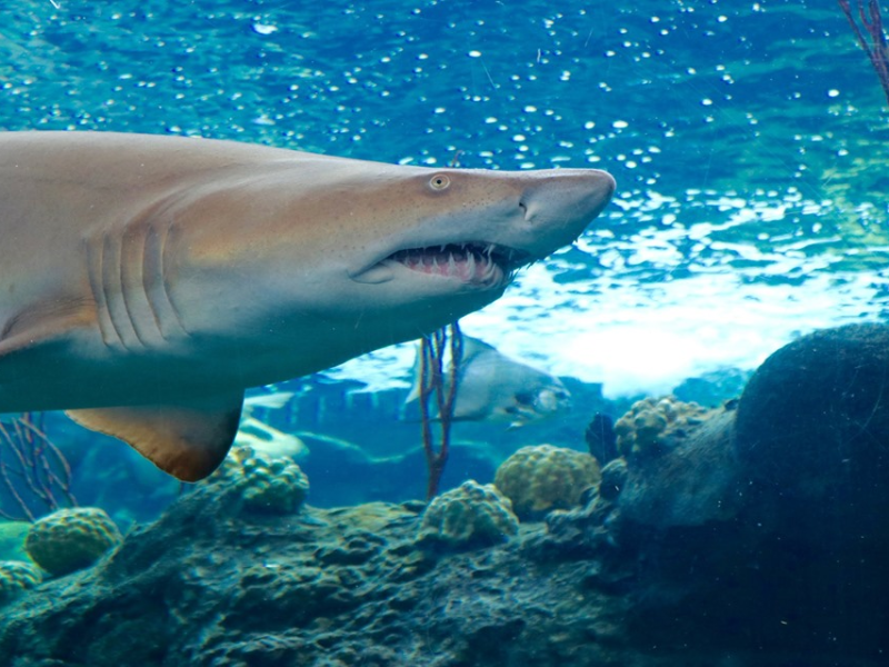Tampa hosts the country’s biggest shark convention this weekend