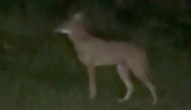 Coyotes spotted in Audubon Park, prompting pet safety reminders from FWC