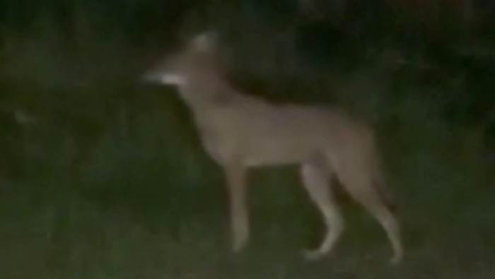 Coyotes spotted in Audubon Park, prompting pet safety reminders from FWC