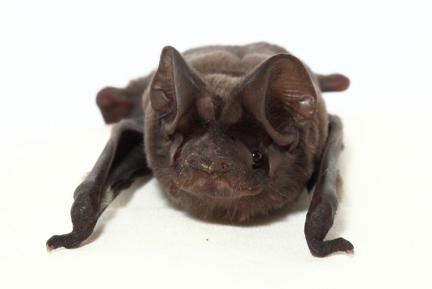 The Florida bonneted bat gets its name from its large ears.