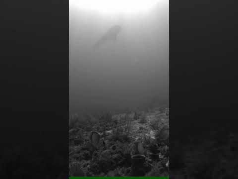 Whale sharks in Floriday thumbnail