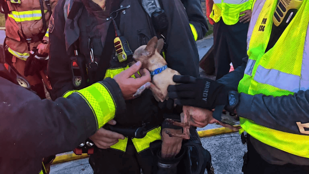 Firefighters rescued two dogs after responding to a house fire in Port St. Lucie Thursday night. (SLCFD)
