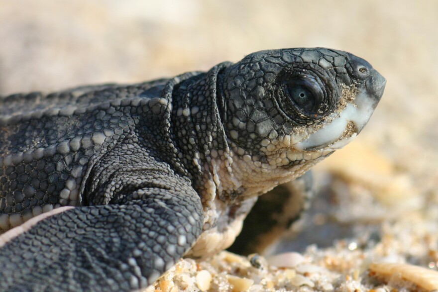 This hatchling is a young leatherback sea turtle, an endangered species and the world’s largest, deepest-diving turtle.