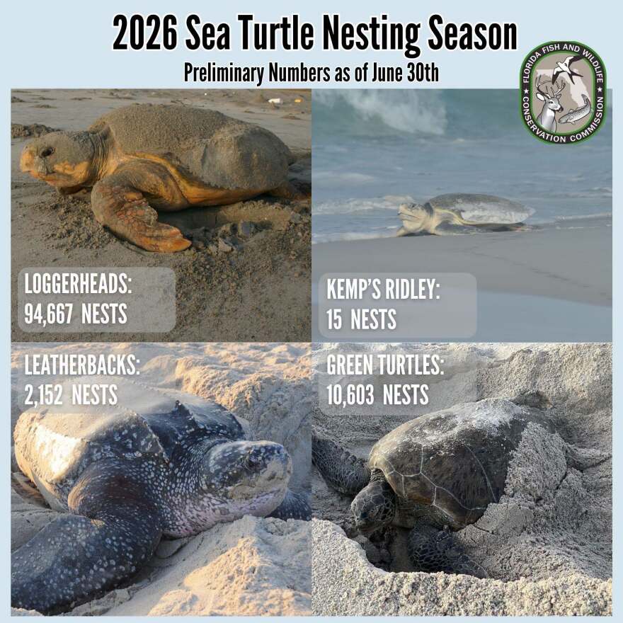 Loggerhead and leatherback sea turtles are on track for a potentially record-breaking nesting year in Florida, according to preliminary numbers shared this week by FWC's Fish and Wildlife Research Institute.
