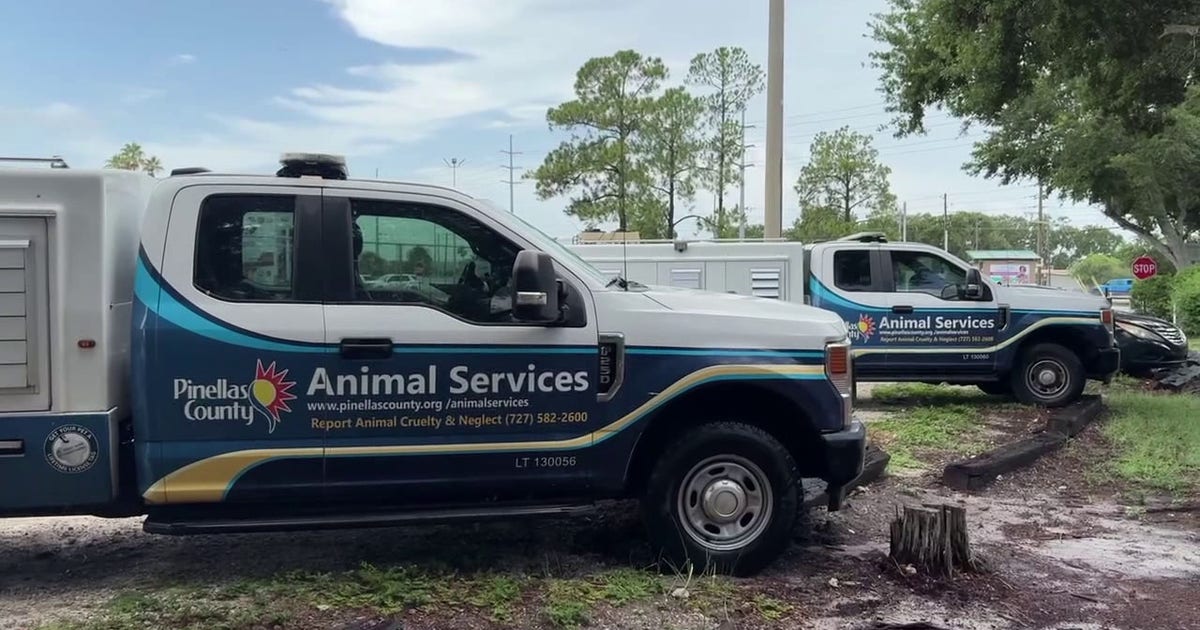 Pinellas County scammers posing as animal control officers, demanding cash for fake pet surgeries