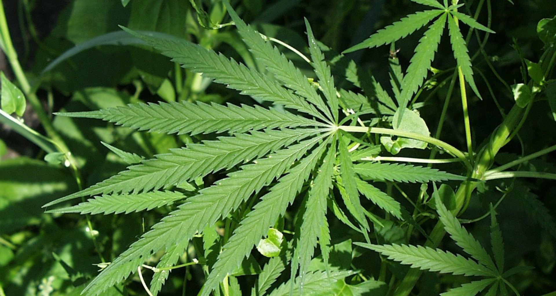 A pending federal hemp ban is already hurting Florida businesses