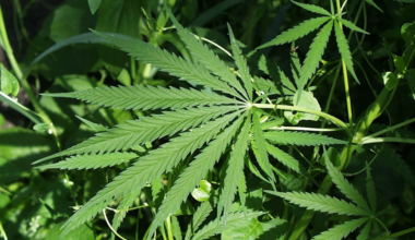 A pending federal hemp ban is already hurting Florida businesses