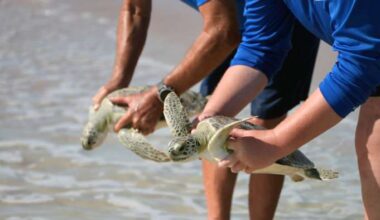 SeaWorld Orlando returns 9 rehabilitated green sea turtles to Atlantic Ocean