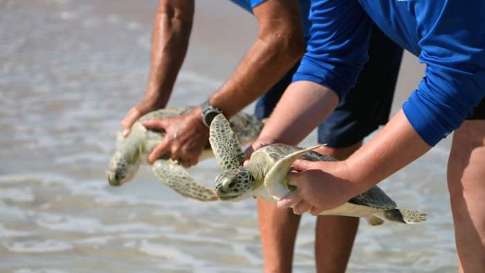 SeaWorld Orlando returns 9 rehabilitated green sea turtles to Atlantic Ocean