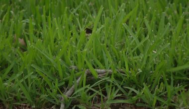 Pasture mealybug: Grass-eating pest spreads to 16 Florida counties 