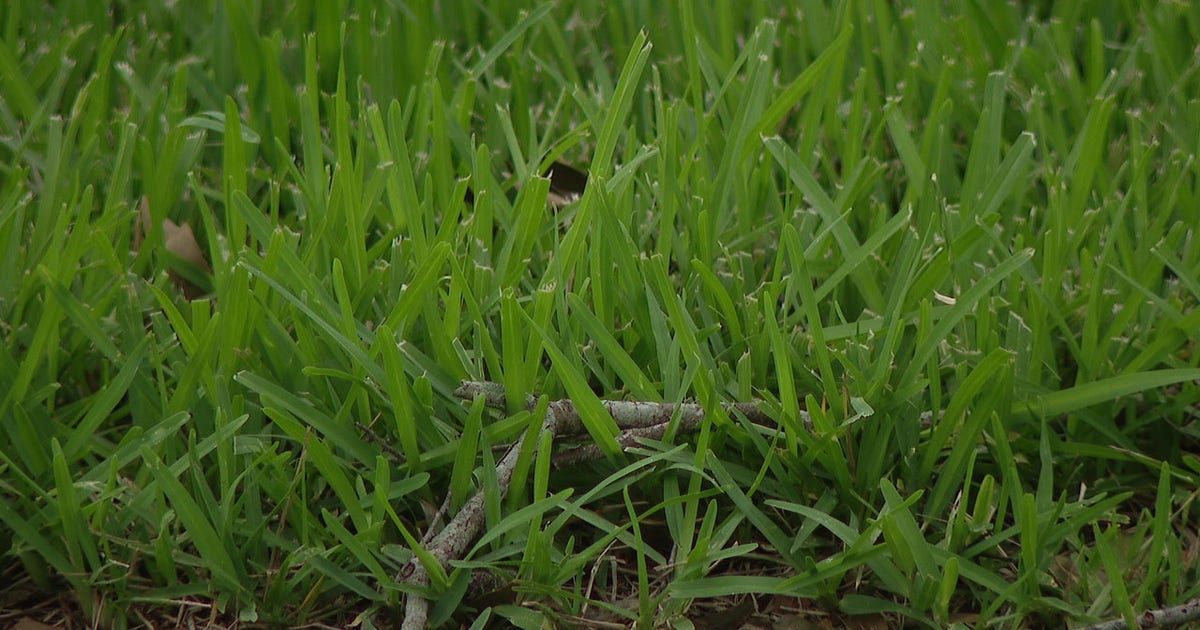 Pasture mealybug: Grass-eating pest spreads to 16 Florida counties 