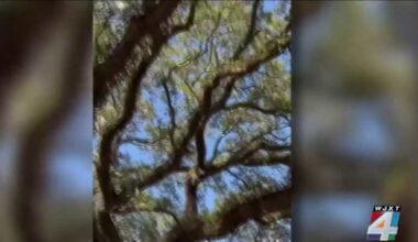 Atlantic Beach passes tougher tree protections after historic live oak cut down