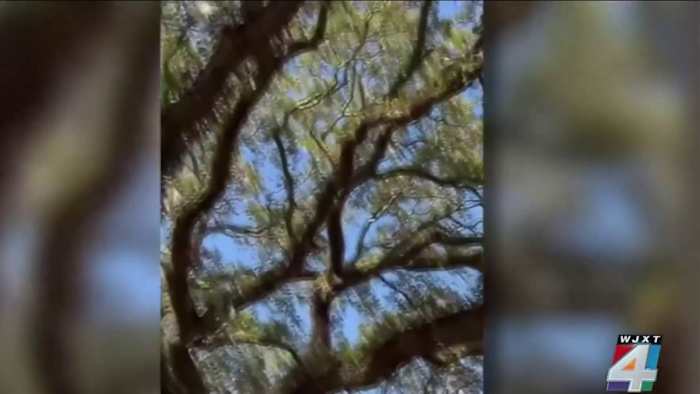 Atlantic Beach passes tougher tree protections after historic live oak cut down