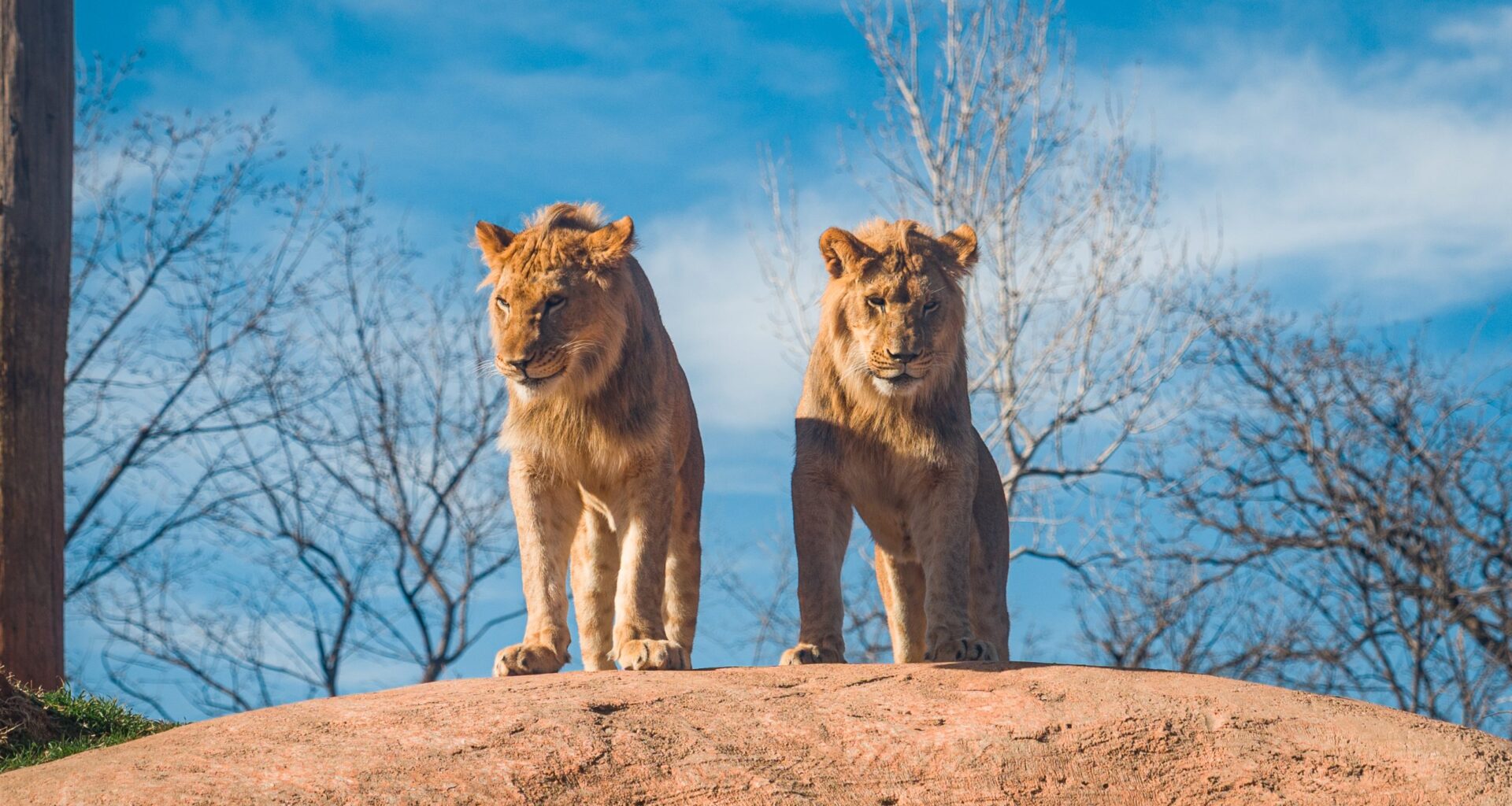 Busch Gardens Tampa Bay’s improved lion and hyena exhibit opens this week
