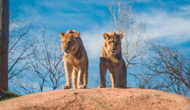Busch Gardens Tampa Bay’s improved lion and hyena exhibit opens this week