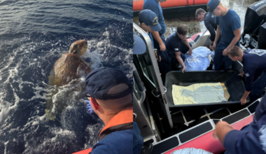 Near 300-pound distressed sea turtle rescued by U.S. Coast Guard crew in Lower Florida Keys