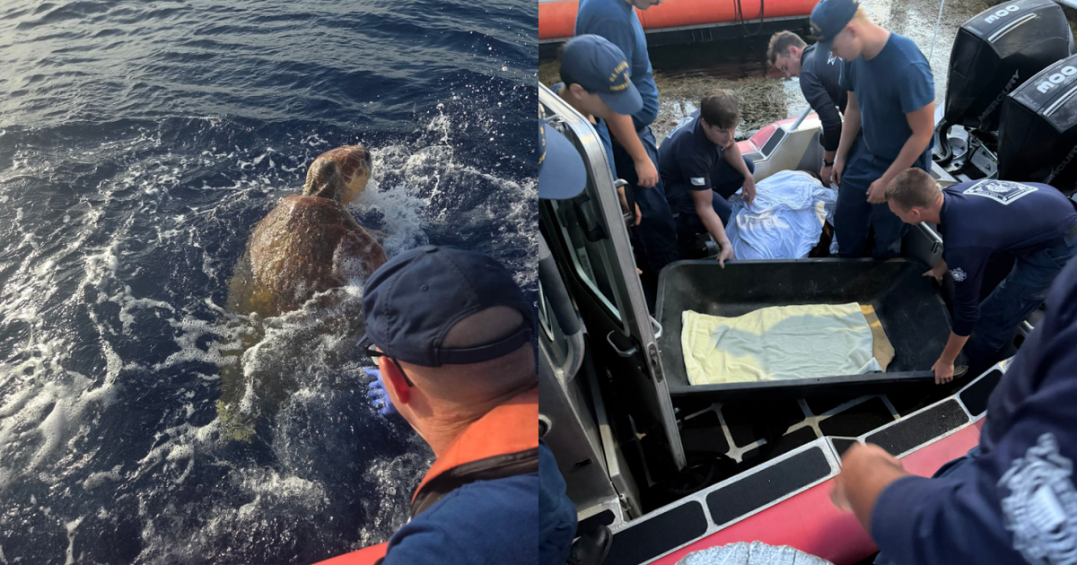 Near 300-pound distressed sea turtle rescued by U.S. Coast Guard crew in Lower Florida Keys