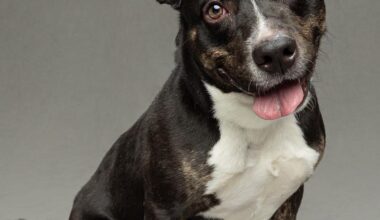 Support the Humane Society's Shelter Pets This Summer