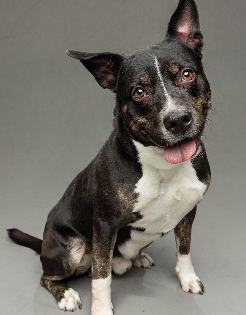 Support the Humane Society's Shelter Pets This Summer