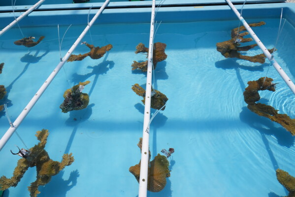 Elkhorn coral from an offshore nursery are placed in a saltwater restoration tank at the University of Miami Rosenstiel School of Marine, Atmospheric, and Earth Science to protect them from anticipated high ocean temperatures and coral bleaching Wednesday, July 22, 2026, in Key Biscayne, Fla. (AP Photo/Marta Lavandier)