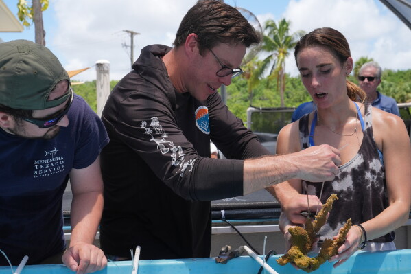 Senior research associate Hesley Dalton, center, demonstrates how to tie an elkorn coral to a saltwater restoration tank to interns Jennifer Dranetz and Jonathan Smotrich at the the University of Miami Rosenstiel School of Marine, Atmospheric, and Earth Science, Wednesday, July 22, 2026, in Key Biscayne, Fla. (AP Photo/Marta Lavandier)