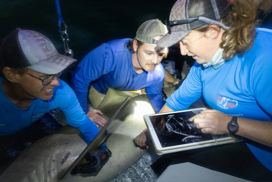 University of Miami PhD candidate Emily Yeager performs an ultrasound on a pregnant lemon shark in South Florida.