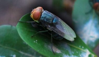 Central Florida man arrested after emergency kicks off for flesh-eating parasites