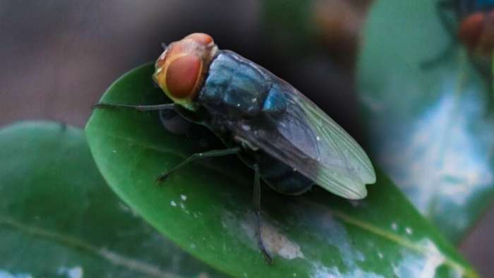 Central Florida man arrested after emergency kicks off for flesh-eating parasites
