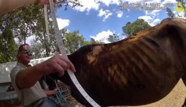 Florida woman arrested on animal cruelty charges after deputies seize 3 emaciated horses; 1 euthanized