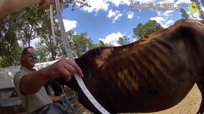 Florida woman arrested on animal cruelty charges after deputies seize 3 emaciated horses; 1 euthanized