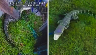 ‘Rite of passage:’ Florida deputy wrangles alligator for first time ever, video shows