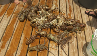 Spiny lobster mini season kicks off in Florida, drawing eager divers to the water