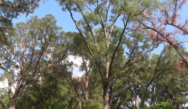 Is your tree at risk of falling this storm season?