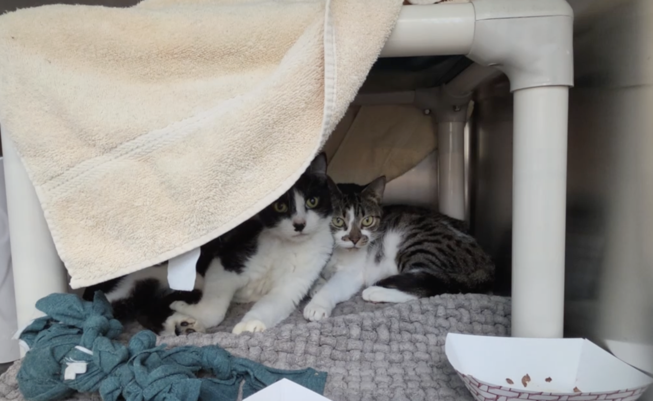 cats in alleged animal hoarding case in Martin County July 2026.png