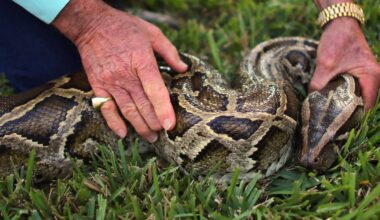 Growing prescence of Burmese pythons throughout the Florida Everglades