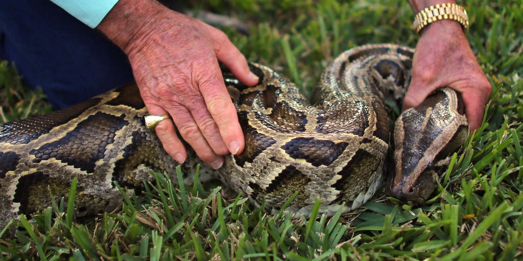 Growing prescence of Burmese pythons throughout the Florida Everglades