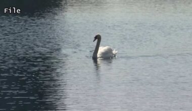 Lake Eola’s iconic swans removed amid avian flu concerns, park renovation