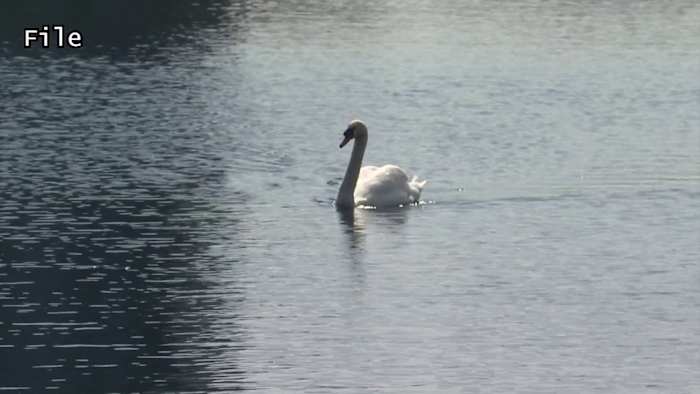 Lake Eola’s iconic swans removed amid avian flu concerns, park renovation