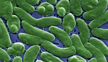 Florida reports first rare, flesh-eating bacteria death of 2026