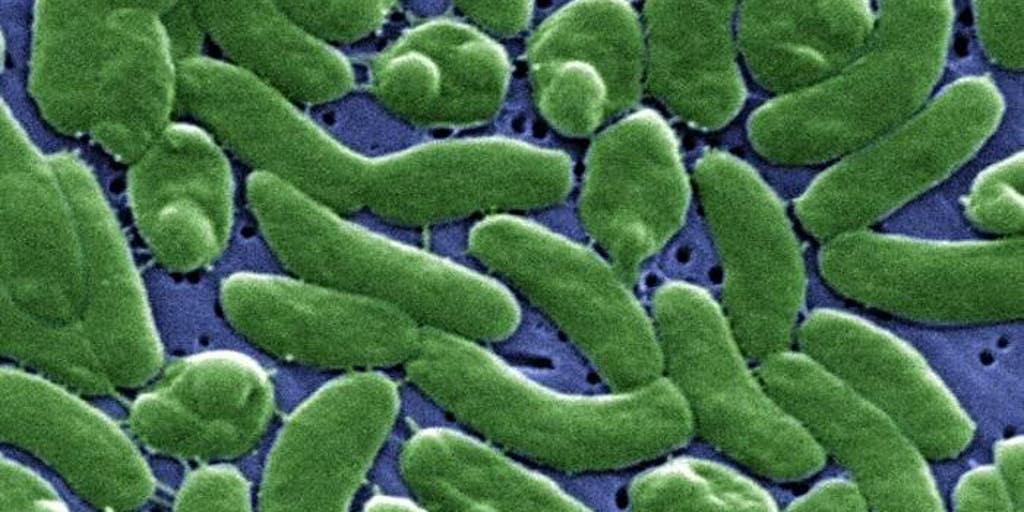 Florida reports first rare, flesh-eating bacteria death of 2026