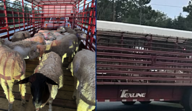 Florida man arrested for illegally importing Texas livestock amid screwworm emergency, state officials say