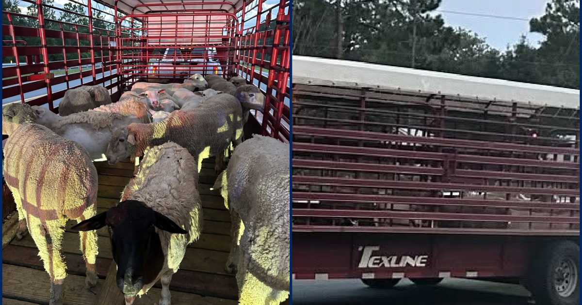 Florida man arrested for illegally importing Texas livestock amid screwworm emergency, state officials say