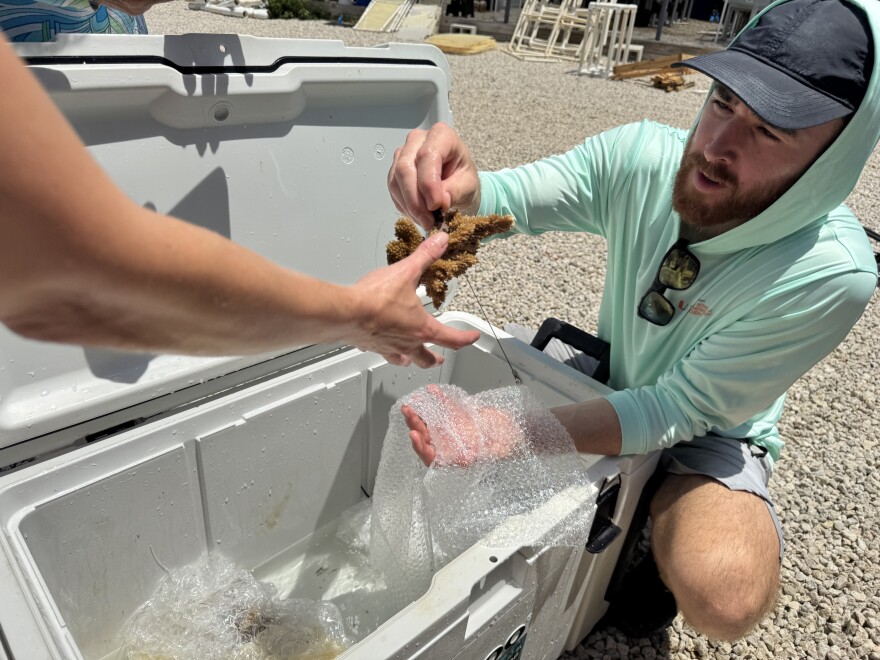 Man with yellow-brown coral and bubble wrap in his hands hovering over a white cooler containing more corals wrapped in bubble wrap.