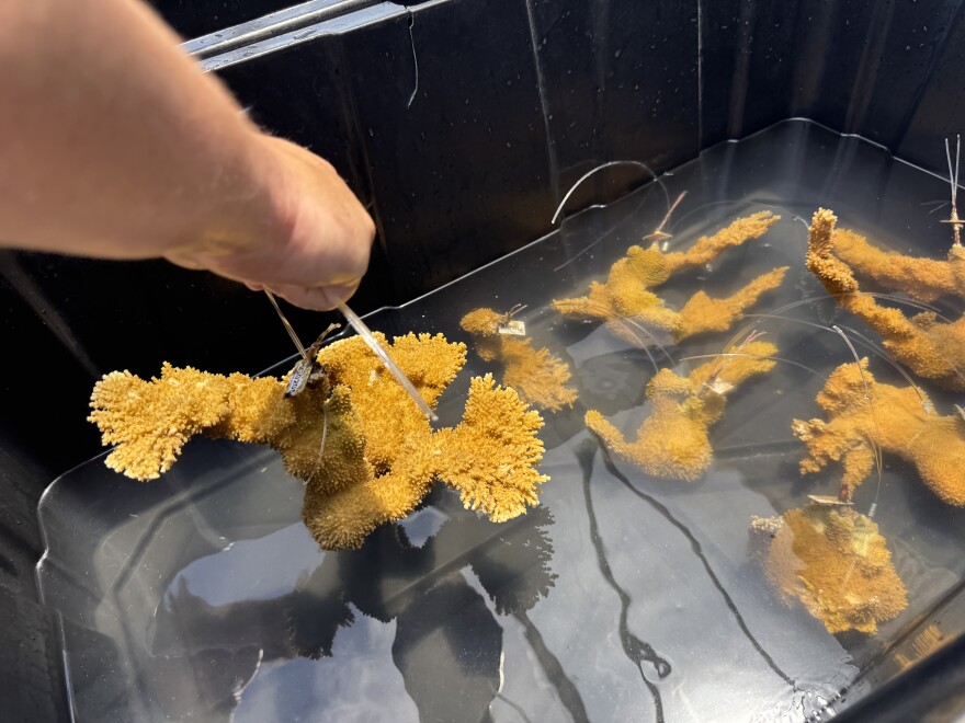 A hand lowering a yellow-brown coral into a black bin of water with a handful of other corals settled in the water.