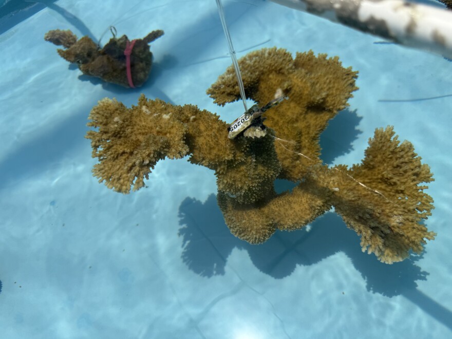 Yellow-brown coral with four branching arms suspended in blue water by a clear string.